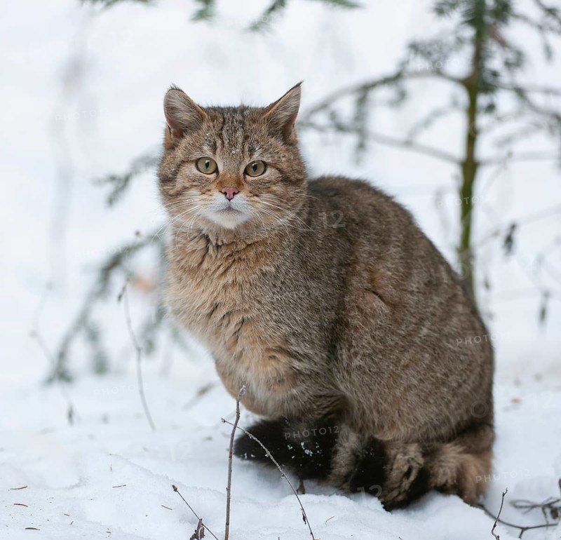 European wildcat (Felis silvestris) sitting in the snow, captive, Bavarian Forest National Park, Bavaria, Germany