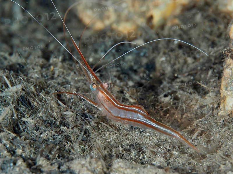 Brown shrimp, unicorn shrimp (Plesionika narval), with long antennae, under water, dive site peninsula Giens, Mediterranean Sea, Porquerolles, Provence, Côte d'Azur, France