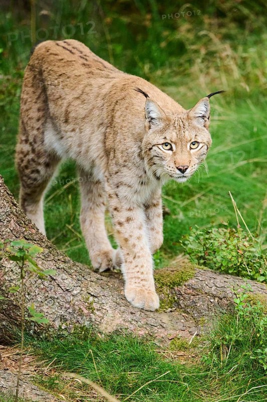 Eurasian lynx (Lynx lynx), walking in a forest, Bavaria, Germany