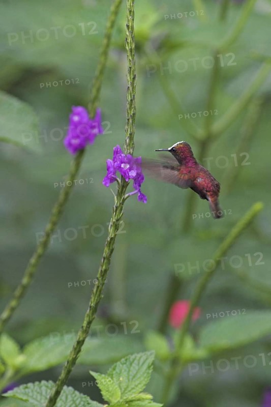 Snowcap (Microchera albocoronata), Costa Rica