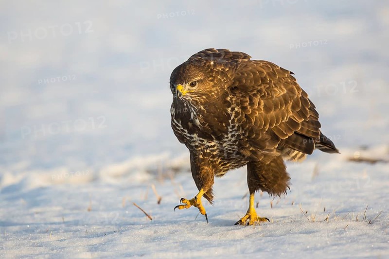 Common Buzzard (Buteo buteo) in field, Hungary