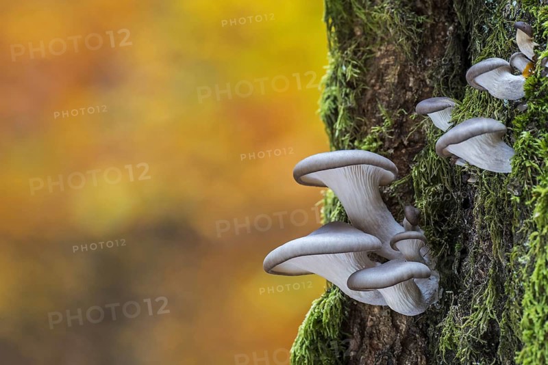 Oyster mushroom (Pleurotus ostreatus), Oyster bracket fungus growing on tree trunk in autumn forest