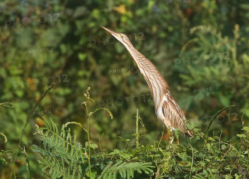 Yellow Bittern (Ixobrychus sinensis), Bueng Boraphet, Thailand