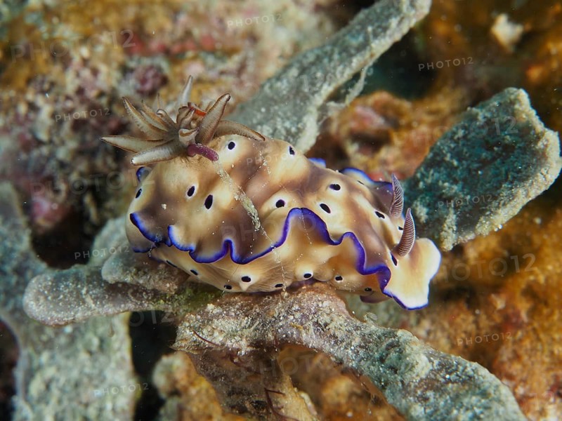 Exotic nudibranch with a brown body and blue edges, the magnificent star snail (Hypselodoris tryoni), in an underwater environment, Napoleon dive site, Permuteran, Bali, Indonesia