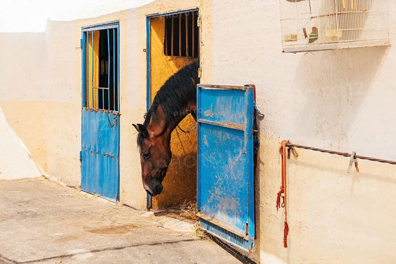 Side view of chestnut horse with bridle standing on street and looking at camera