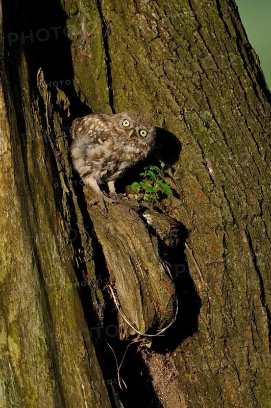 Little Owl (Athene noctua) juvenile perched in a tree, North Rhine-Westphalia, Germany
