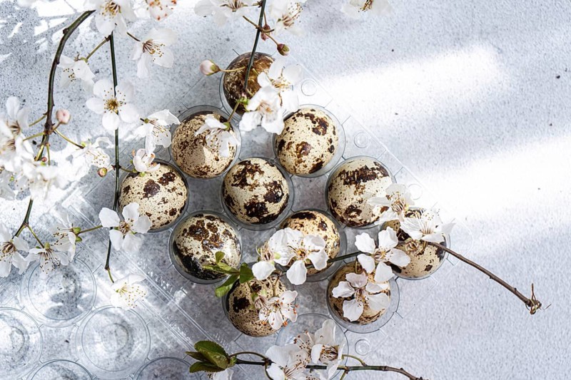 Top view of quail eggs and delicate cherry blossoms placed on a plastic egg tray. The composition conveys a fresh and natural setting, ideal for Easter decor themes