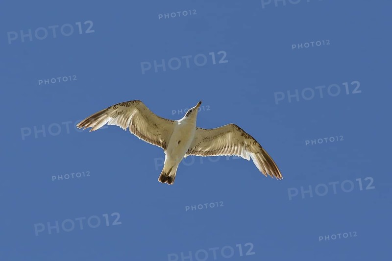 Pallas's Gull (Ichthyaetus ichthyaetus) juvenile flying, Airag Lake, Mongolia