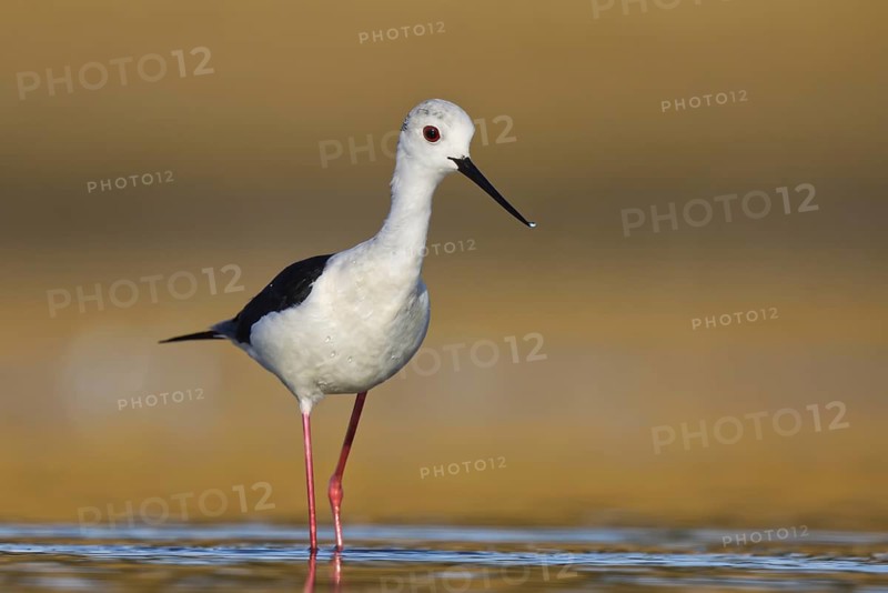 Black-winged Stilt (Himantopus himantopus) male foraging, North Rhine-Westphalia, Germany