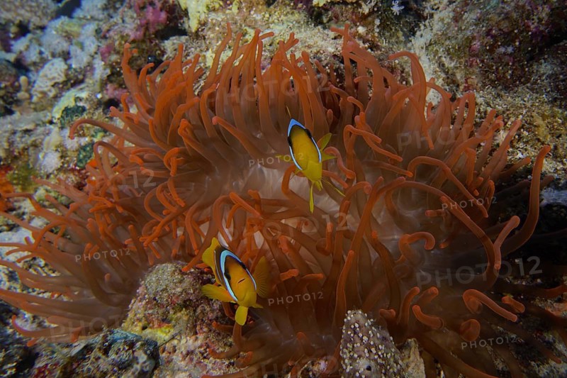 Fluorescent bubble anemone (Entacmaea quadricolor)