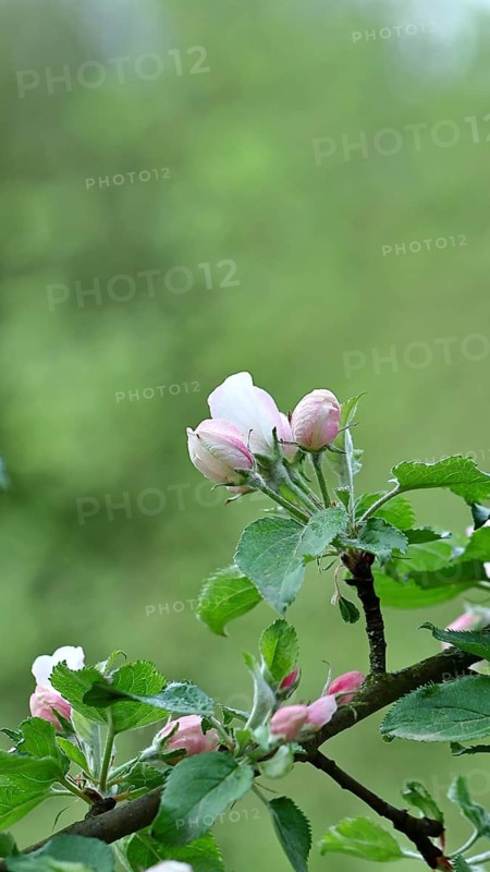 Apple blossoms (Malus), red still closed blossoms and white opened blossom with bokeh in the background, close-up, Wilnsdorf, North Rhine-Westphalia, Germany