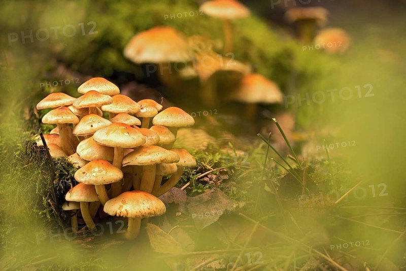 Bitter sulfur head, tufted sulfur head, clustered woodlover, green-leafed sulfur head, green sulfur head, hypholoma fasciculare, fungi, fungi, mushrooms