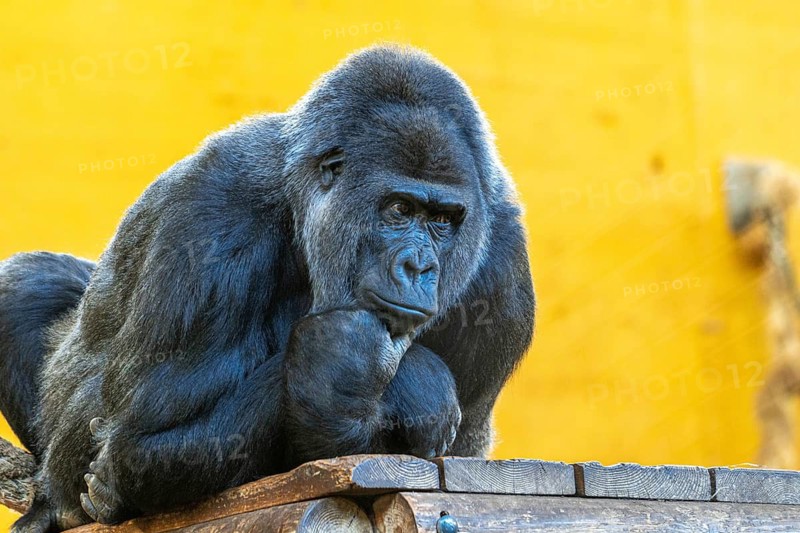 A gorilla is sitting on a ledge and looking to the right. The scene is set in a zoo, and the gorilla appears to be thinking