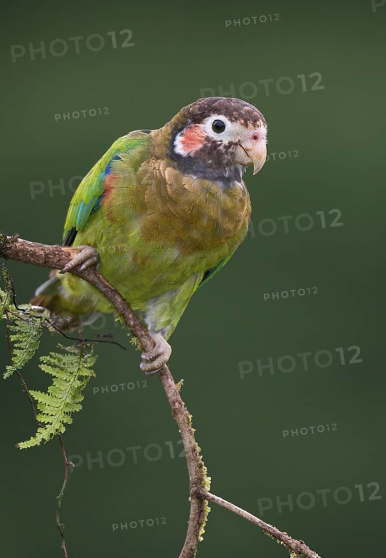 Brown-hooded Parrot (Pyrilia haematotis), Costa Rica