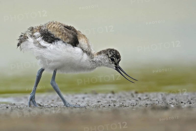Pied Avocet (Recurvirostra avosetta) juvenile
