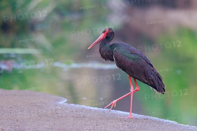 Black Stork (Ciconia nigra), Greece
