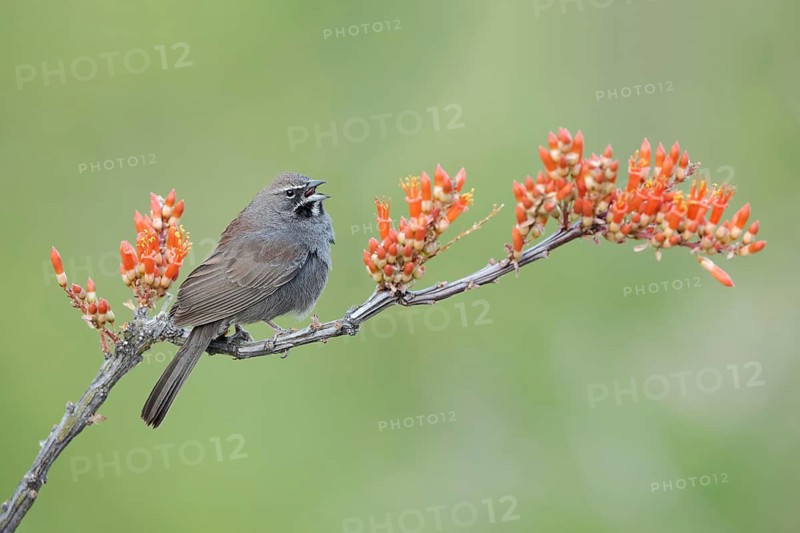 Five-striped Sparrow (Amphispiza quinquestriata) singing, perched on a branch, Arizona, USA