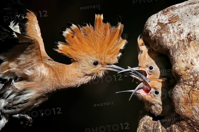 Eurasian Hoopoe (Upupa epops) feeding juveniles in breeding cavity, Saxony-Anhalt, Germany