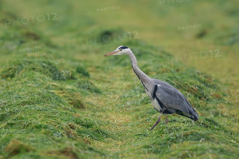 Grey Heron (Ardea cinerea) foraging on freshly mown meadow, North Rhine-Westphalia, Germany