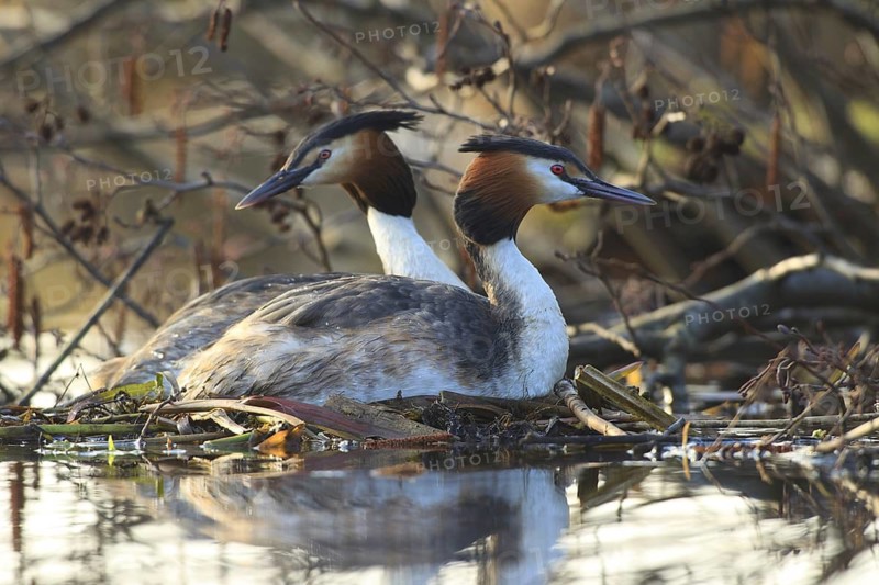 Great Crested Grebe (Podiceps cristatus) pair displaying, Netherlands