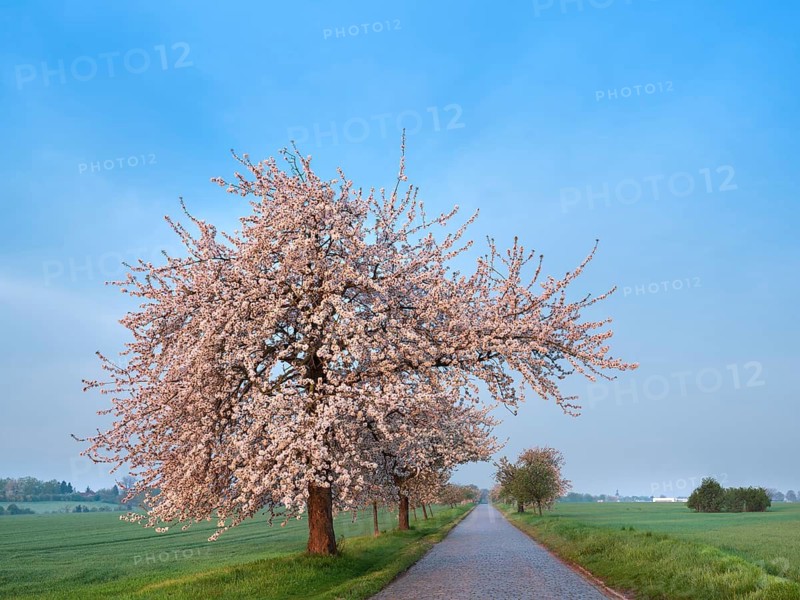 Field landscape in spring, narrow country road with cobblestones lined with blossoming cherry trees at dawn, near Querfurt, Saxony-Anhalt, Germany