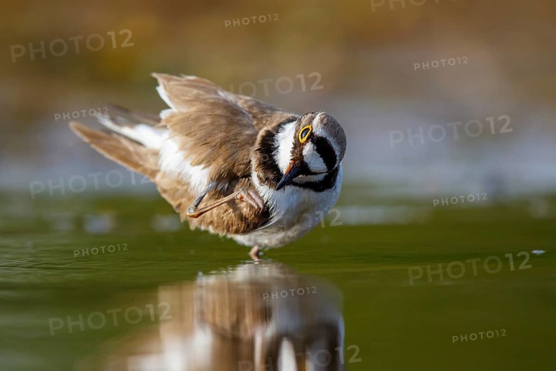 Little Ringed Plover (Charadrius dubius) preening, North Rhine-Westphalia, Germany