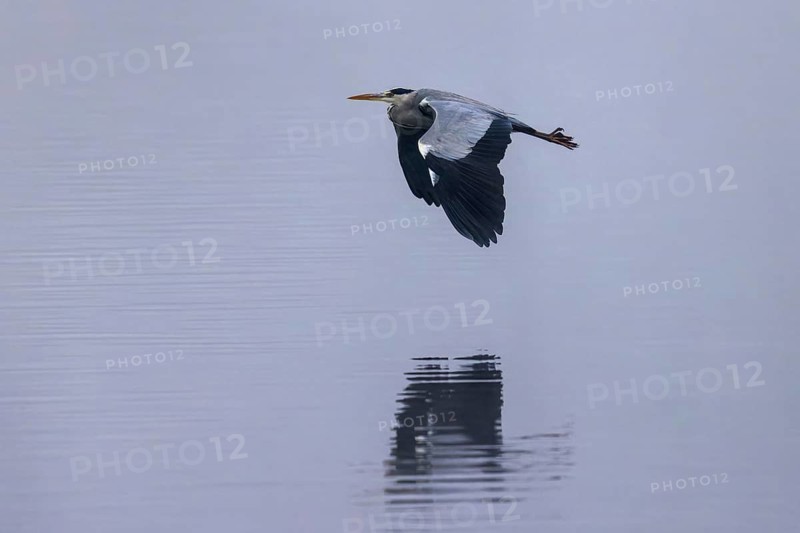 A grey heron flies over a blue water surface, its reflection is visible, Grey heron, (Ardea cinerea), wildlife, Germany
