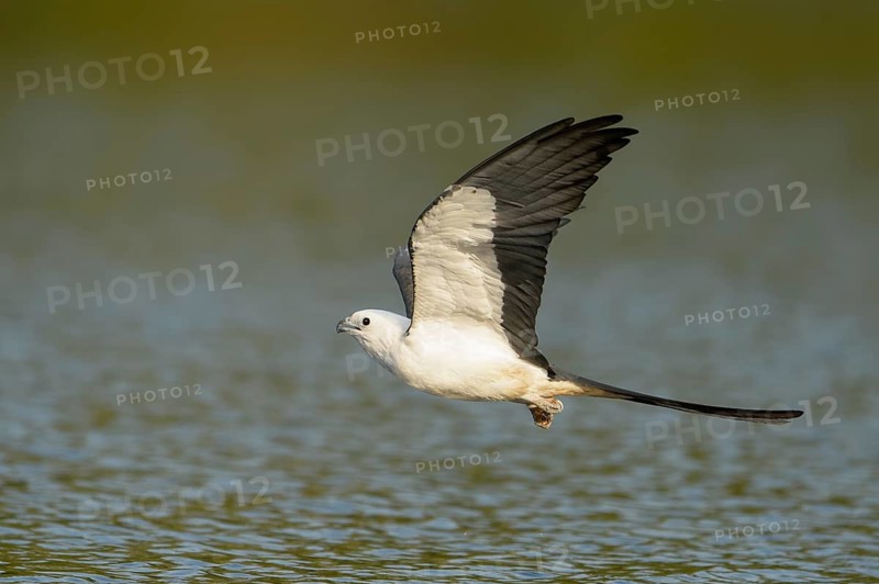 Swallow-tailed Kite (Elanoides forficatus) flying, Florida, USA