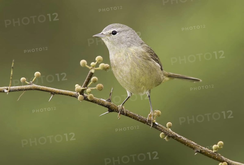 Orange-crowned Warbler (Leiothlypis celata), Texas, USA
