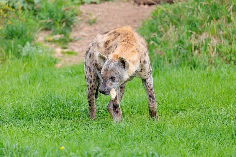 An adult male spotted hyena (Crocuta crocuta) stands on a green meadow and chews a bone