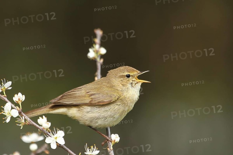 Common Chiffchaff (Phylloscopus collybita) male singing, Lower Saxony, Germany