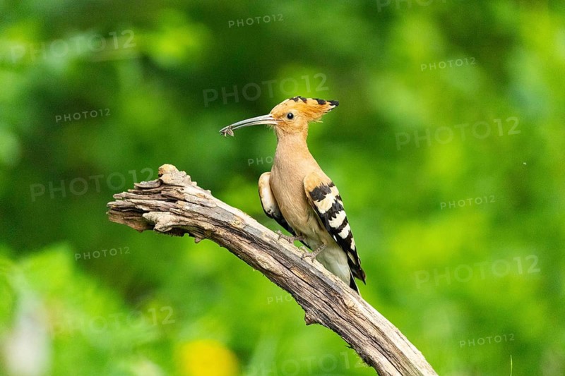 Hoopoe (Upupa epops) Hungary
