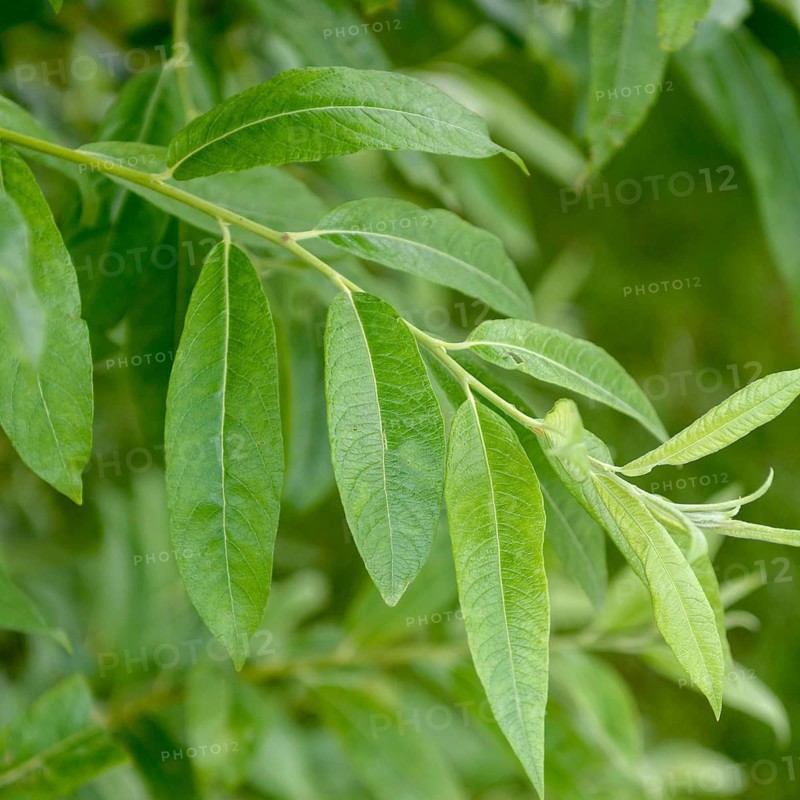 Pale willow (Salix × rubens), IGS Hamburg 2013, Germany