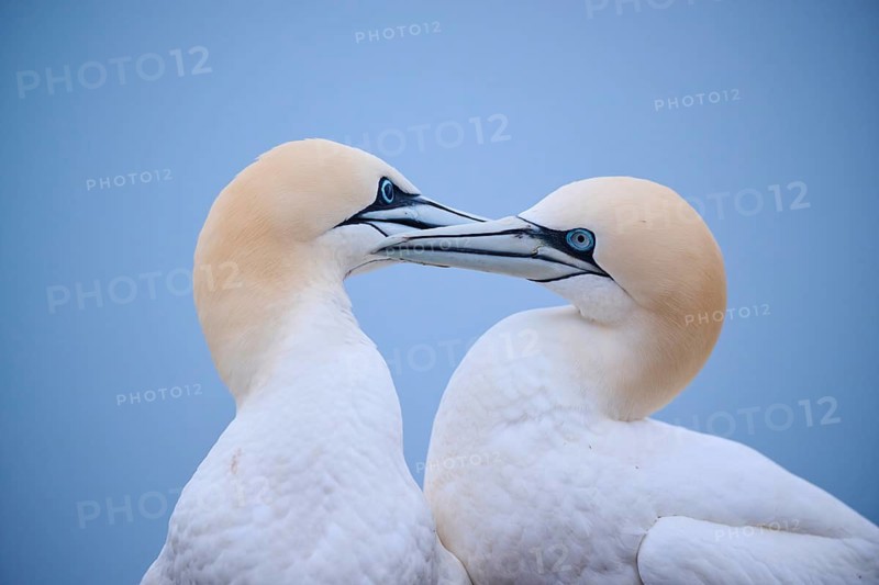 Northern gannet (Morus bassanus) couple greeting each other with their beaks, portrait, wildlife, Helgoland, Germany