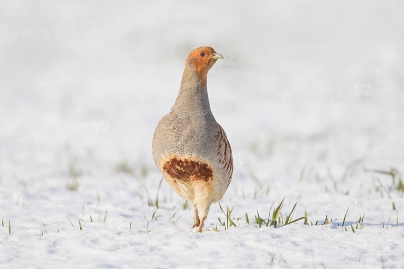 Grey or English or Hungarian partridge (Perdix perdix) adult game bird on snow covered farmland cereal field in winter, Suffolk, England, United Kingdom