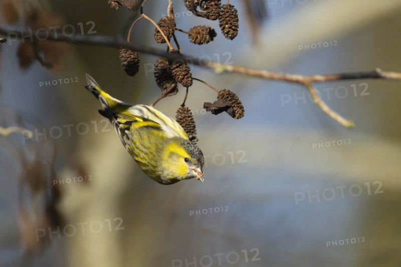 Siskin (Spinus spinus) adult male bird feeding on Alder tree seeds in winter, England, United Kingdom