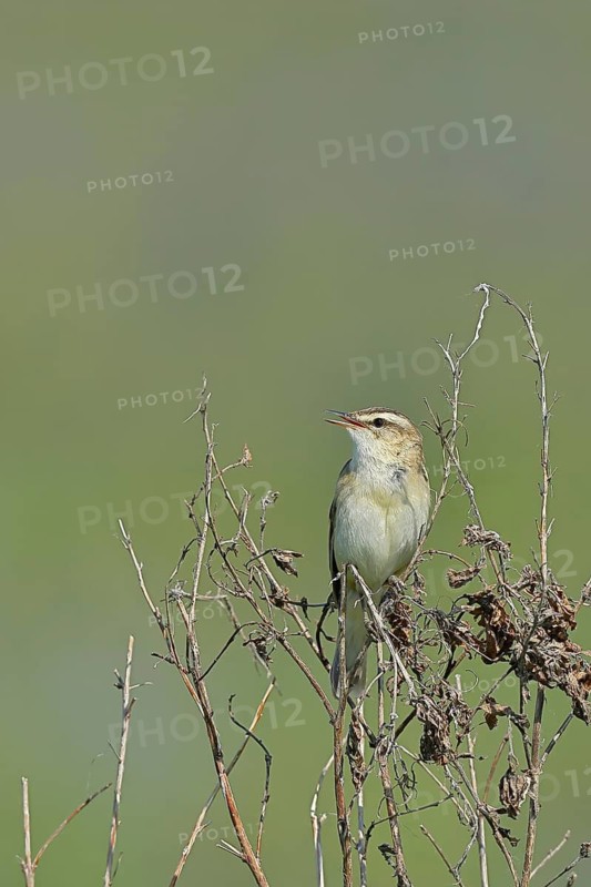 Reed Warbler (Acrocephalus schoenobaenus) singing in a shrub, Wildlife, Lembruch, Ochsen Moor, Dümmer nature park Park, Lower Saxony, Germany