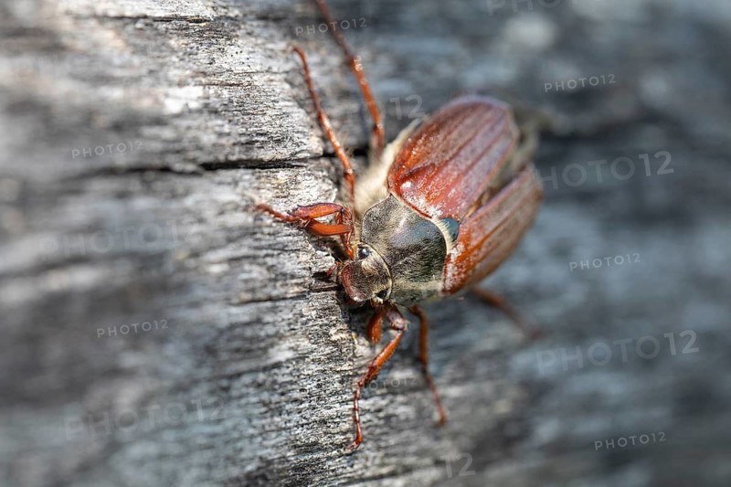 Close-up of cockchafer - fascinating details of a spring messenger