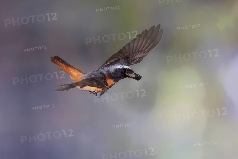 Common redstart (Phoenicurus phoenicurus), male approaching the nest with food in his beak, North Rhine-Westphalia, Germany