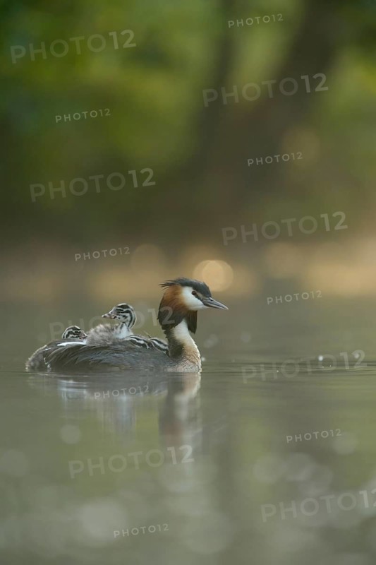 Great Crested Grebe (Podiceps cristatus) with chicks, North Rhine-Westphalia, Germany