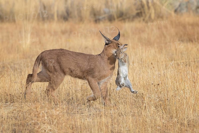 Caracal (Caracal caracal) adult hunting Iberian Hare (Lepus granatensis), Castile-La Mancha, Spain