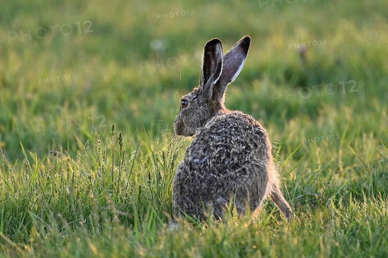 European hare (Lepus europaeus), sitting in meadow, Lake Neusiedl National Park, Seewinkel, Burgenland, Austria
