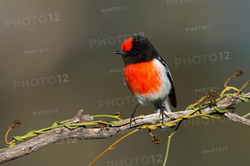 Red-capped Robin (Petroica goodenovii) male, Victoria, Australia