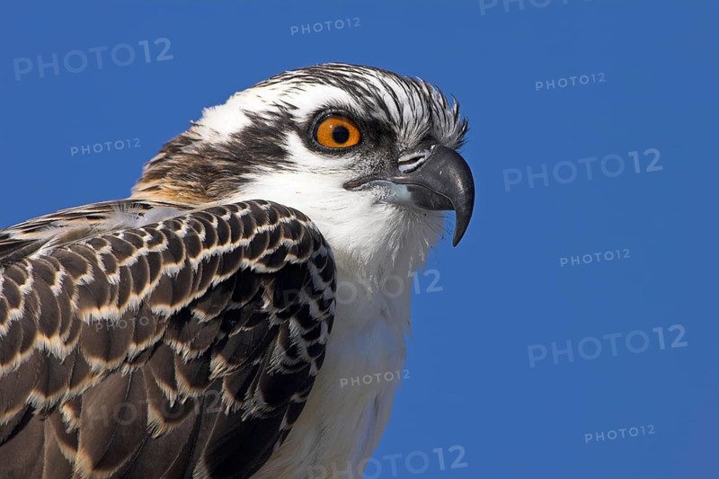 Western Osprey (Pandion haliaetus)