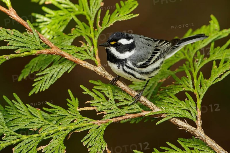 Black-throated Gray Warbler (Dendroica nigrescens) perched on a branch in British Colombia, Canada