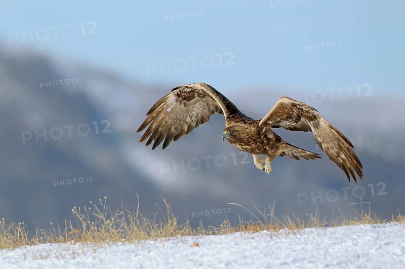 Steinadler; lat. Aquila chrysaetos; Altvogel; adult; im Aktivflug bei Sonnenschein dicht über einem Schneehang; im Hintergrund bewaldete Berghänge; Balkangebirge in Bulgarien