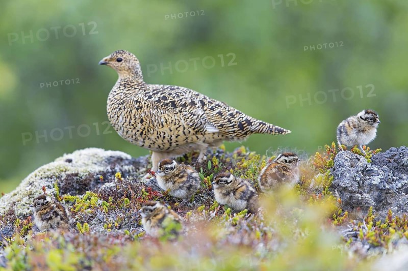 Rock ptarmigan, (Lagopus mutus), animals, birds, hen, pheasant family, female with chicks, Reykjahlíð, Norðurland Eystra, Iceland