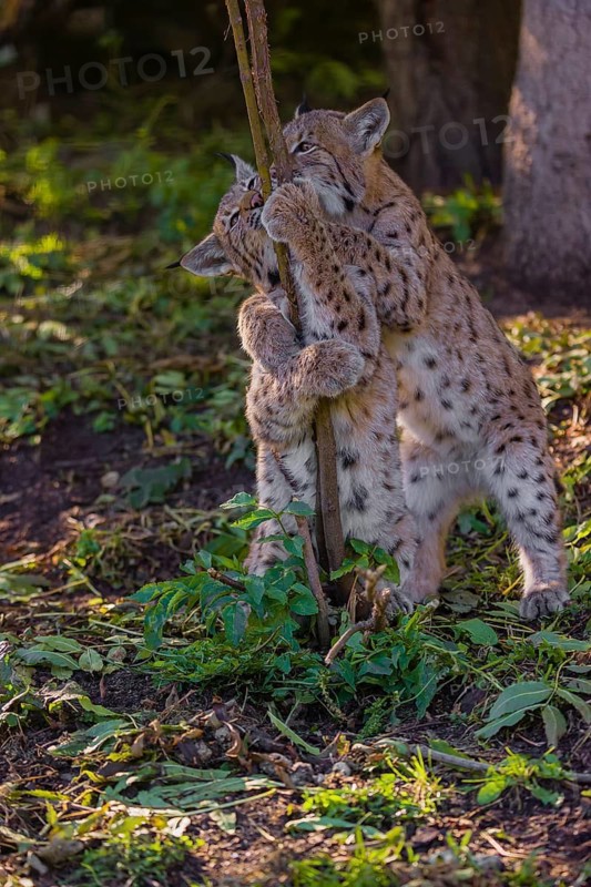Two young Eurasian lynx, (Lynx lynx), play with a young tree at a forest edge