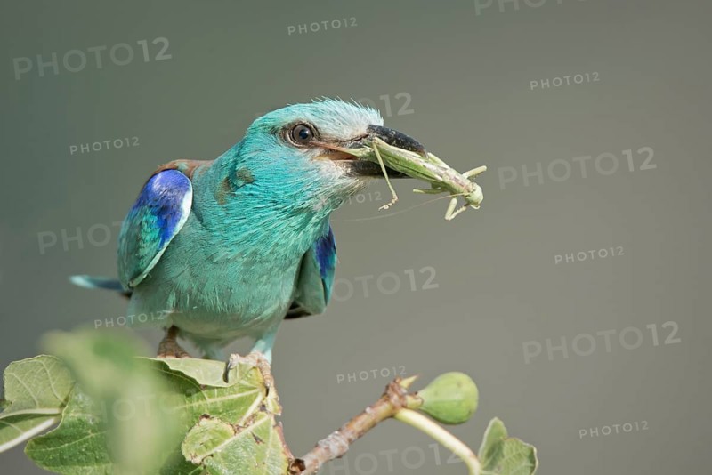 European Roller (Coracias garrulus) perched on a branch with grasshopper in beak, Rome, Italy