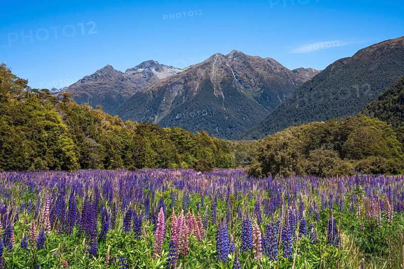 Landscape in New Zealand with mountains and flowering lupines (Lupinus) . Cascade Creek, Fiordland National Park, Southland Region, South Island, New Zealand